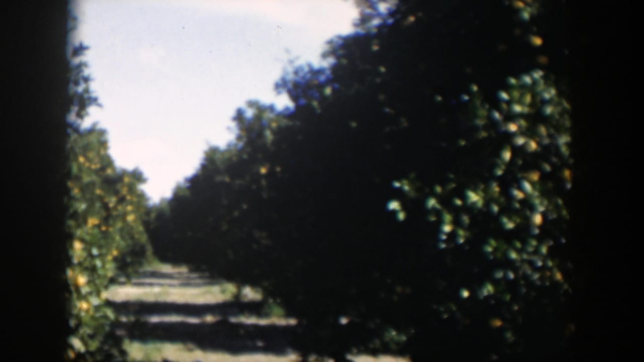 Rows of citrus trees with orange fruit lining a shaded orchard lane.