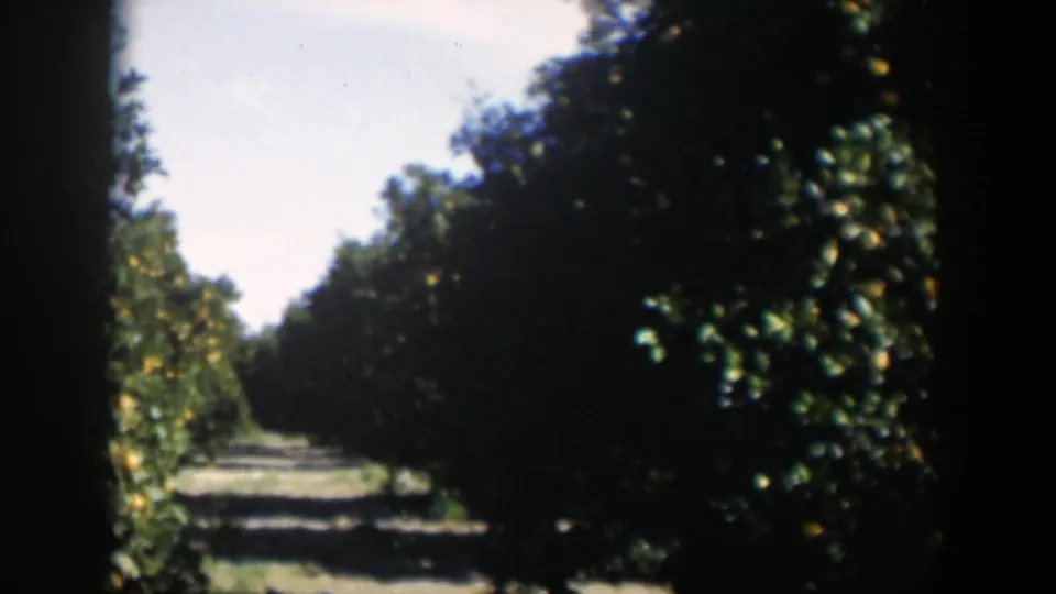 1951 Cuba 8mm frame showing a shaded orange grove lane with dense citrus trees and visible fruit.