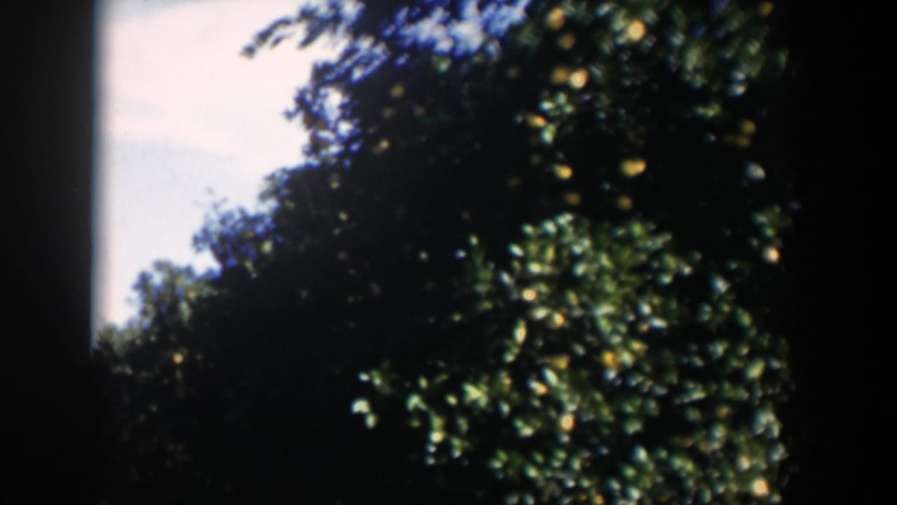 Dense citrus trees with oranges seen through a dark vertical frame edge.