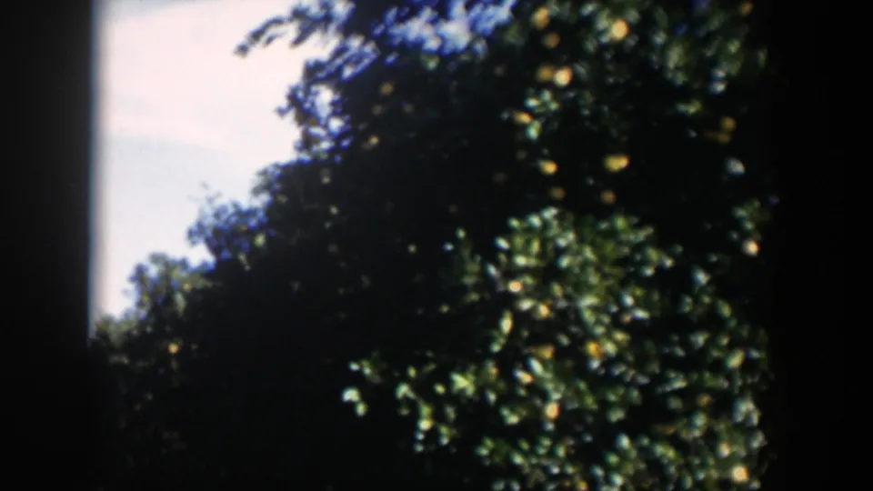 1951 Cuba 8mm view of orange trees and dense green foliage, partially obscured by a dark film or camera edge.