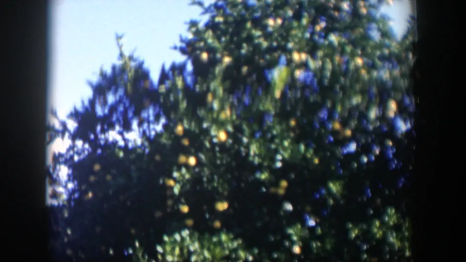 1951 Cuba 8mm frame with leafy citrus branches and ripe oranges under bright sky.