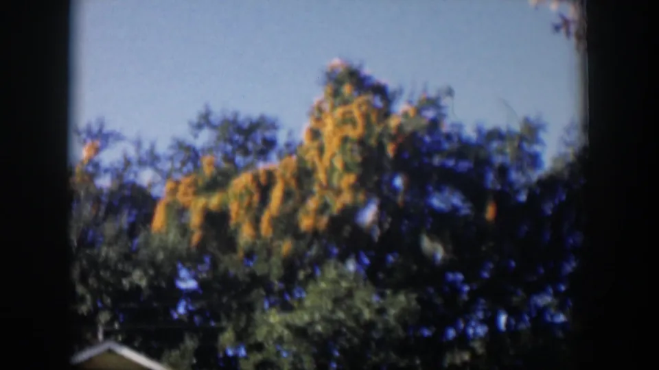 1951 Cuba 8mm view looking upward at orchard tree canopy, blue sky, and sunlit foliage.