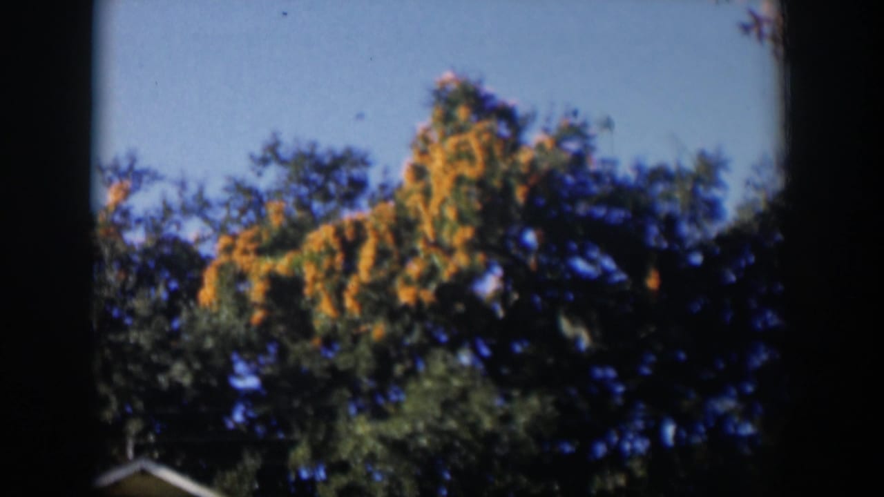 Yellow-flowering tree canopy above a small roof edge against blue sky.