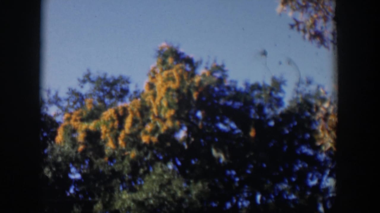 Dense green and yellow treetops seen through rounded 8mm frame edges.