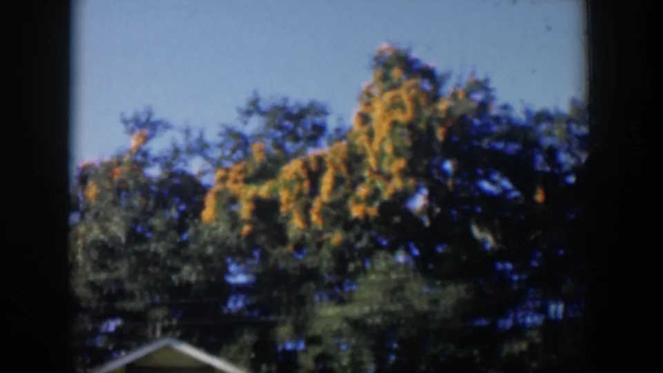 1951 Cuba home-movie frame with flowering tree branches, green canopy, clear sky, and a small roof corner below.