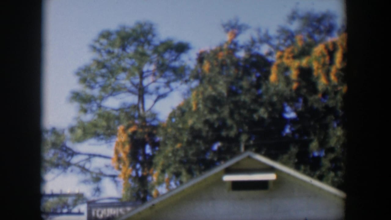 White gabled roof below tall trees and overhead wires under a blue sky.
