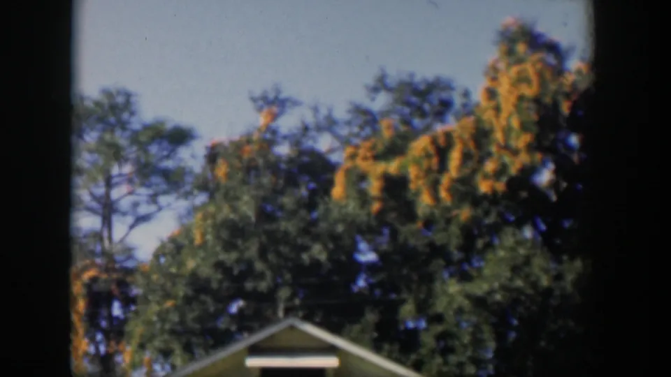 1951 Cuba frame with a white roof corner below dense green and yellow foliage, with no people visible.