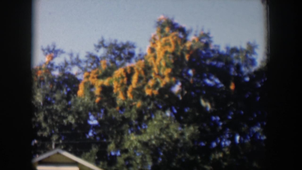1951 Cuba 8mm frame showing mature trees with green and golden foliage above a partial residential roofline.