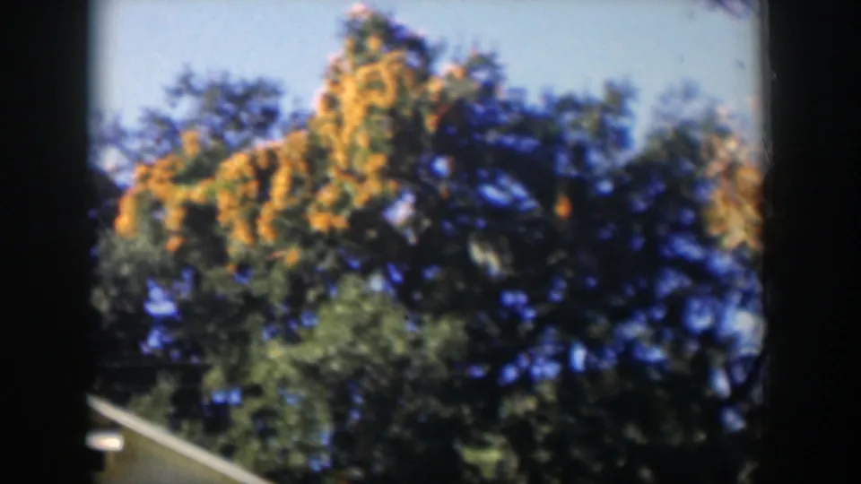 1951 Cuba home-movie frame with dense trees, warm yellow foliage, blue sky, and a small roof edge at the lower left.