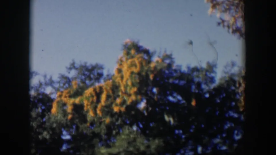 1951 Cuba 8mm frame showing sunlit treetops, clear blue sky, and dark vertical film borders.