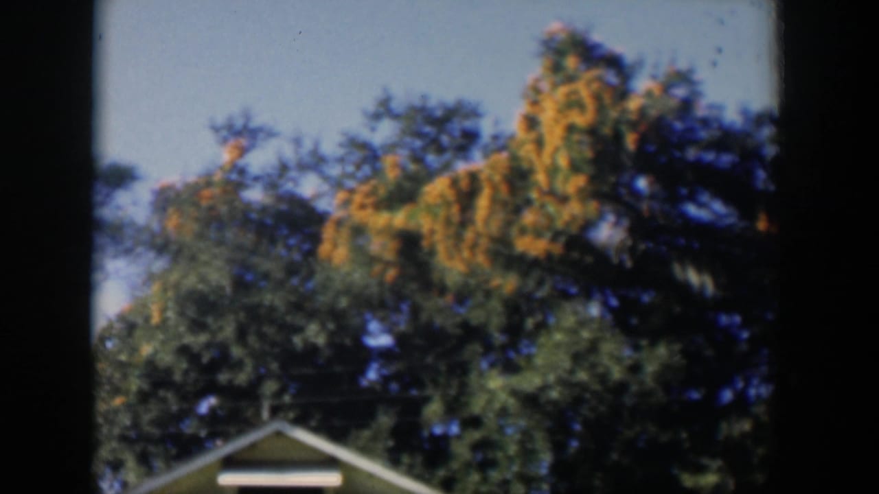 1951 Cuba home-movie frame showing dense trees and yellow-orange foliage above a light-colored roof gable.
