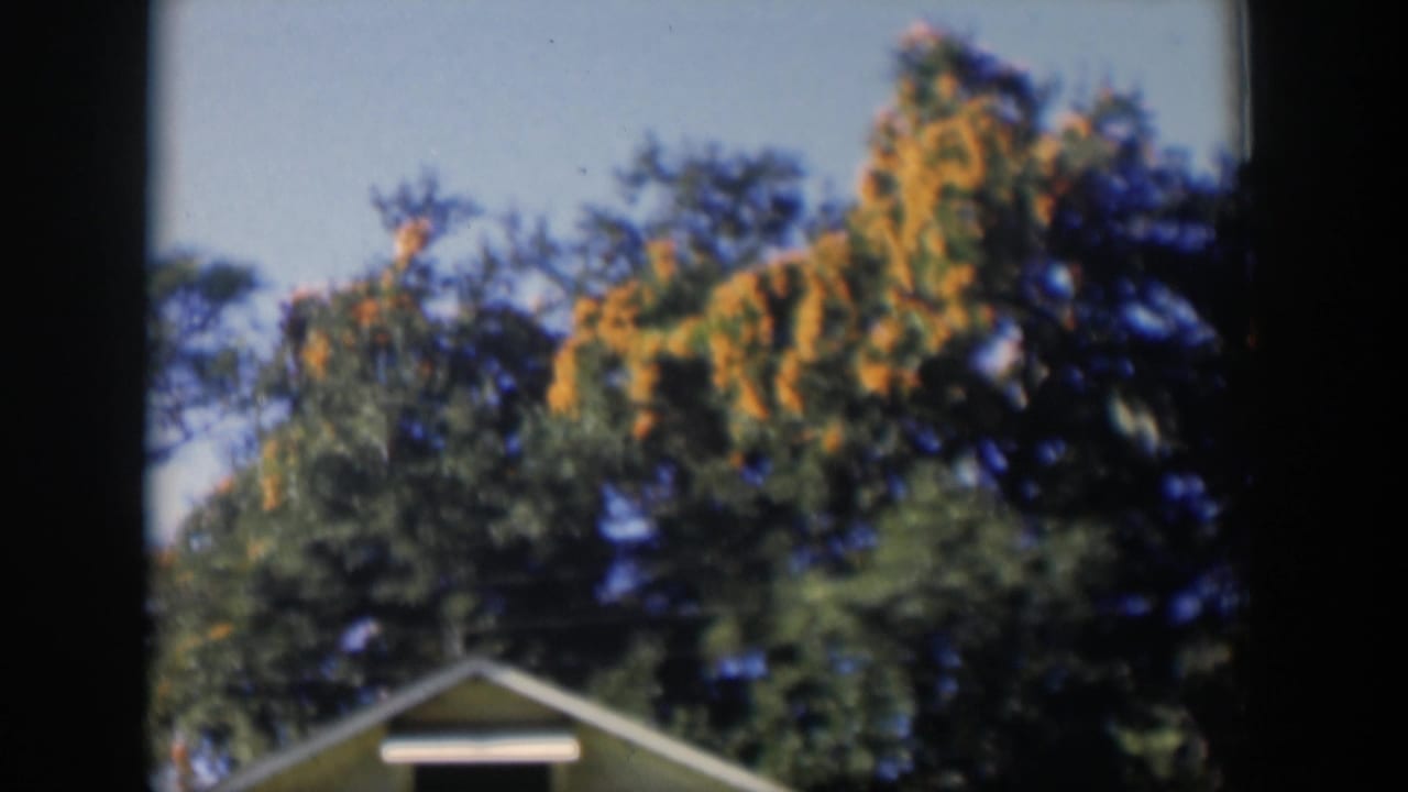 Tree canopy and partial roof gable seen through dark vertical frame edges.