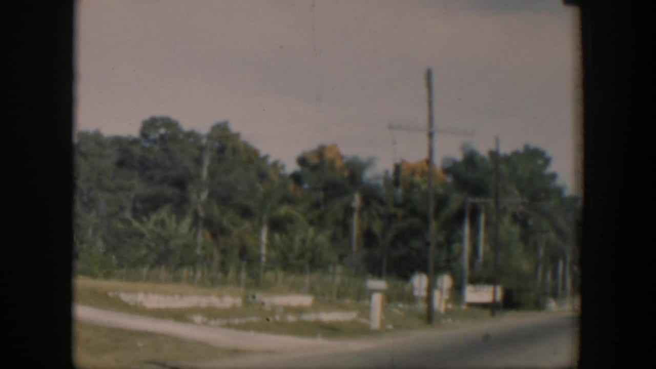 Palm-lined roadside with a telephone pole and overhead wires beside dense green trees.