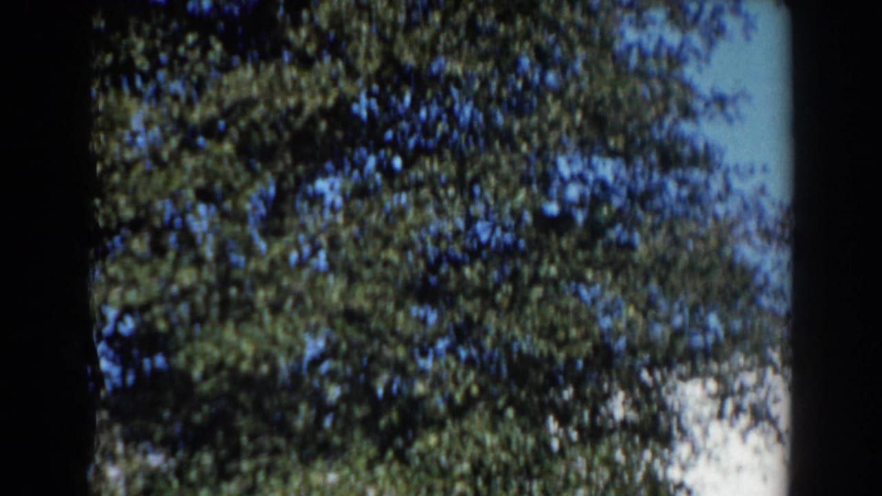 Leafy tree canopy against blue sky with dark 8mm frame edges.