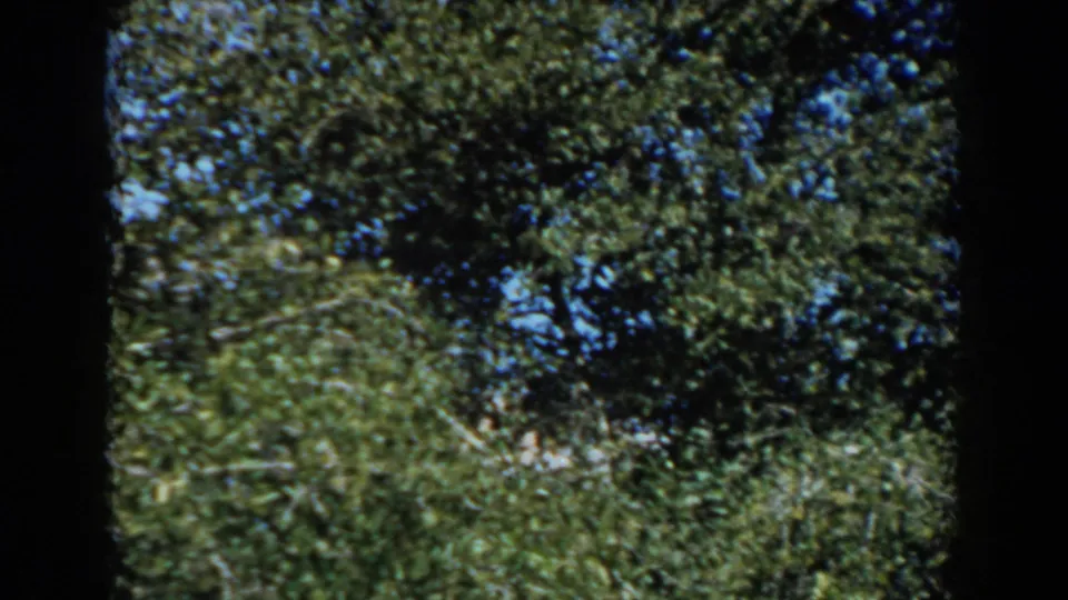 The handheld 8mm view returns to dense foliage and sky, with no clear face visible in the 1962 North Hollywood outdoor scene.