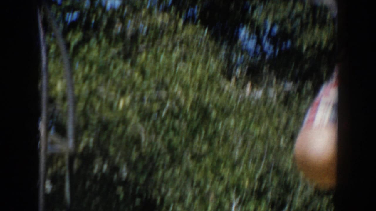 Blurred backyard view with trees and dark film-edge shadows.