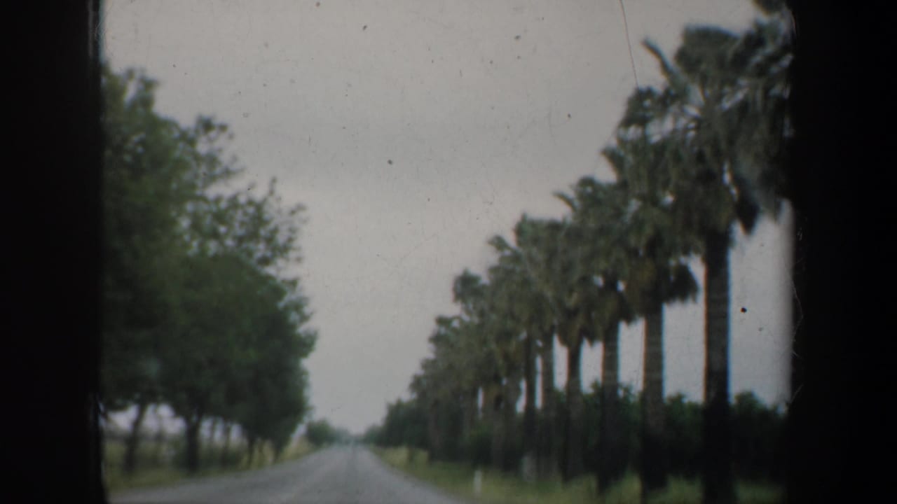 1957 8mm home-movie frame of a rural road near San Francisco, with palm trees along one side and soft overcast light.