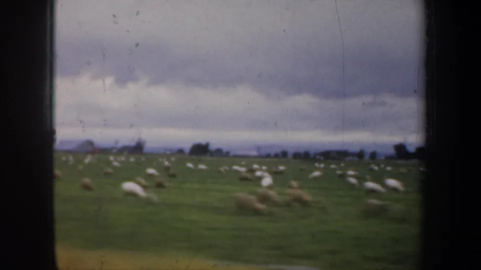 1957 8mm frame of sheep spread across a green field near San Francisco, with a cloudy horizon and dark film edge.