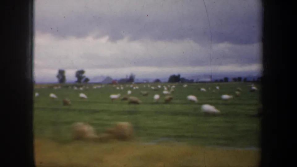 1957 8mm home-movie view of a sheep pasture near San Francisco, filmed from a moving position under heavy clouds.