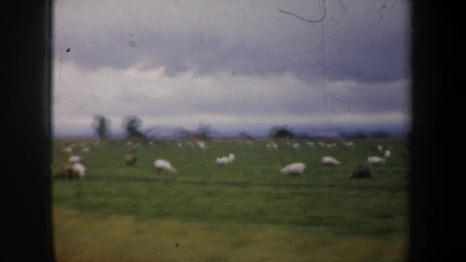 1957 8mm frame showing a green sheep pasture near San Francisco, with distant trees, low hills, and visible film wear.