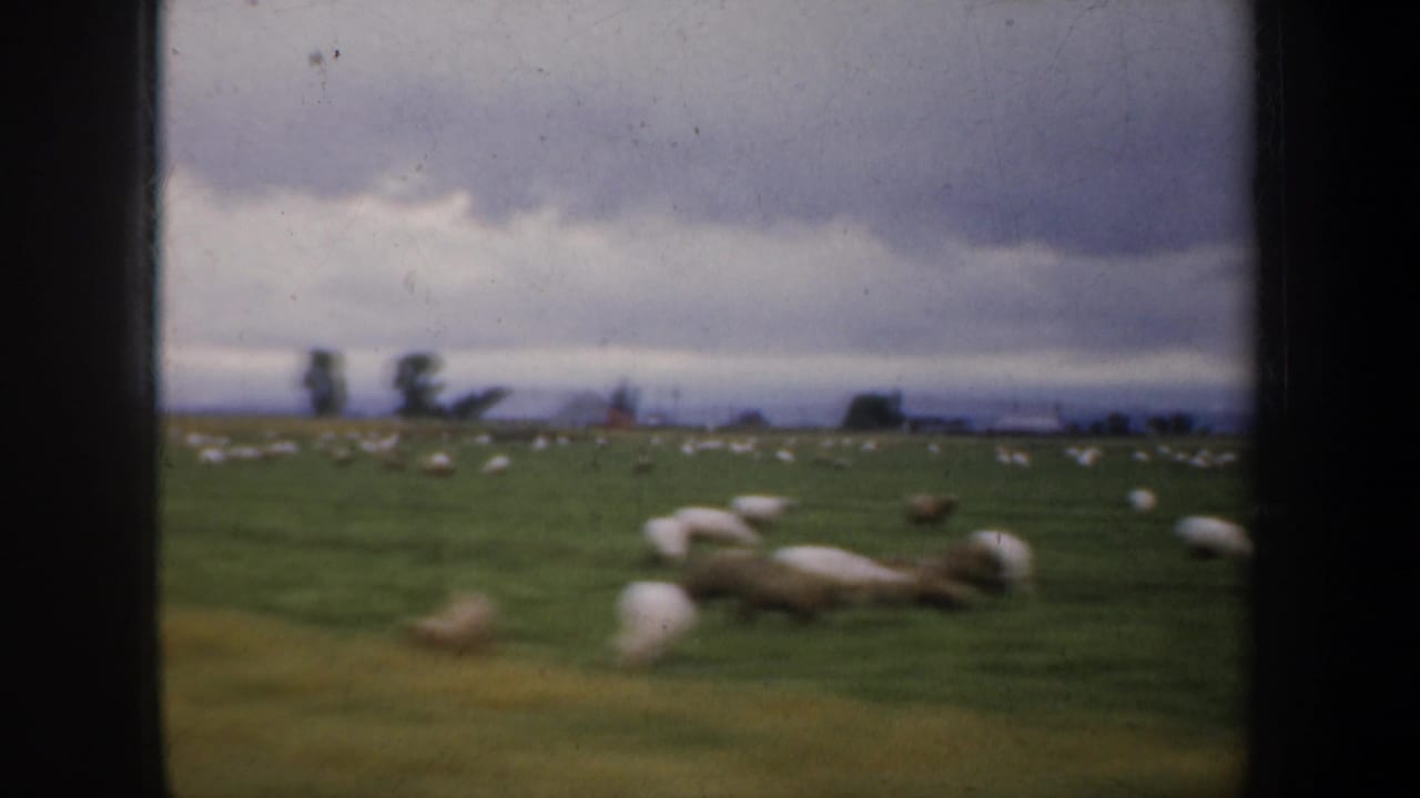 Sheep grazing in a green field beneath an overcast sky, seen through dark vertical framing.