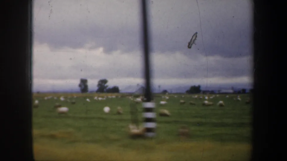 Sheep graze across an open field in this 1957 8mm home-movie frame, with distant trees and a dark vertical frame crossing the view.