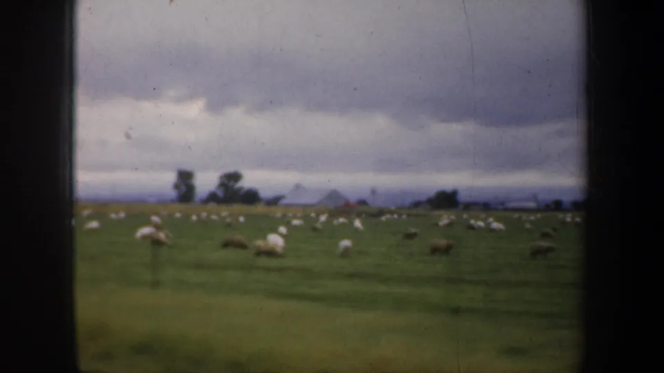 1957 California home-movie frame showing sheep in a green field, with small distant farm structures and trees beneath an overcast sky.