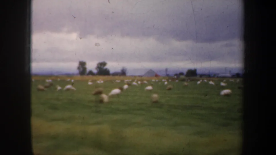 A 1957 8mm frame of sheep grazing in a broad green pasture, with distant trees, small farm buildings, and cloudy sky visible.