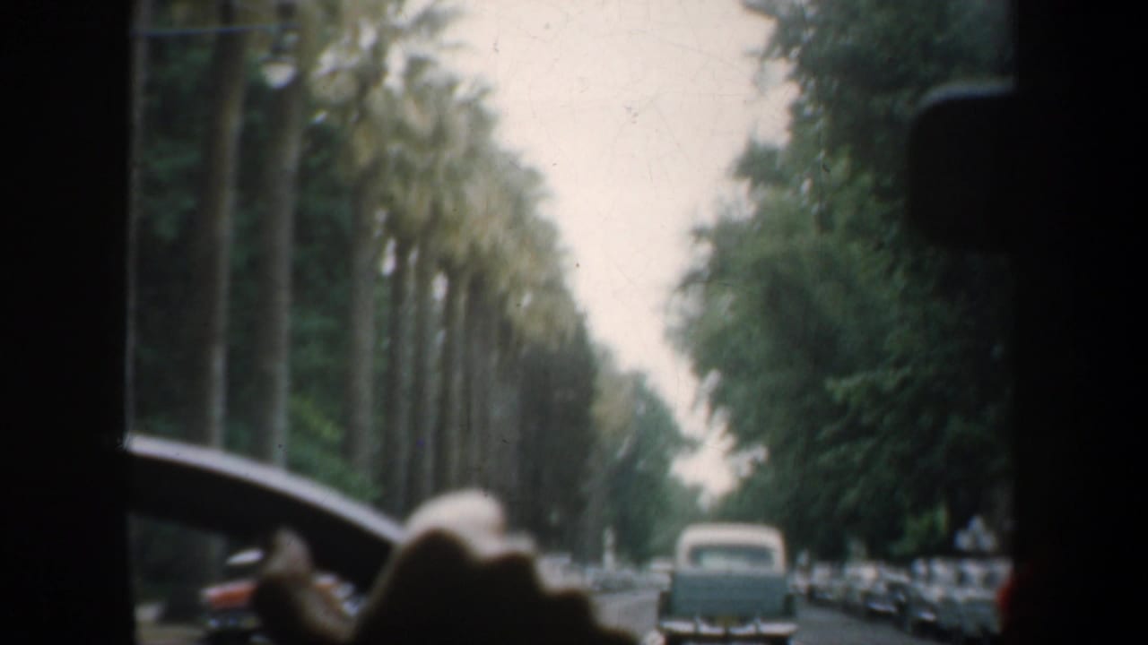 Driver's hand on a steering wheel seen through a car windshield on a palm-lined street.