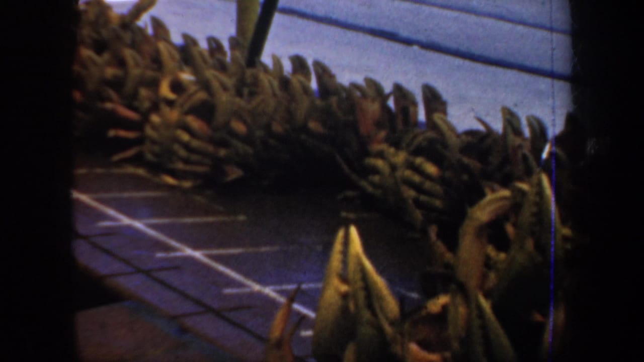 Rows of crabs arranged along a tiled sidewalk beside a street.