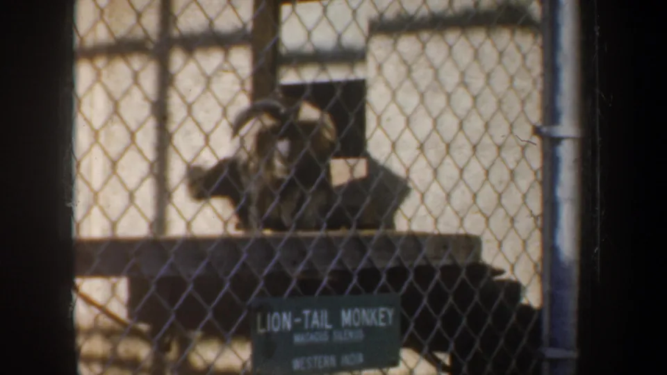 A lion-tail monkey sits behind chain-link fencing in a zoo enclosure, with a sign naming the animal and origin below.