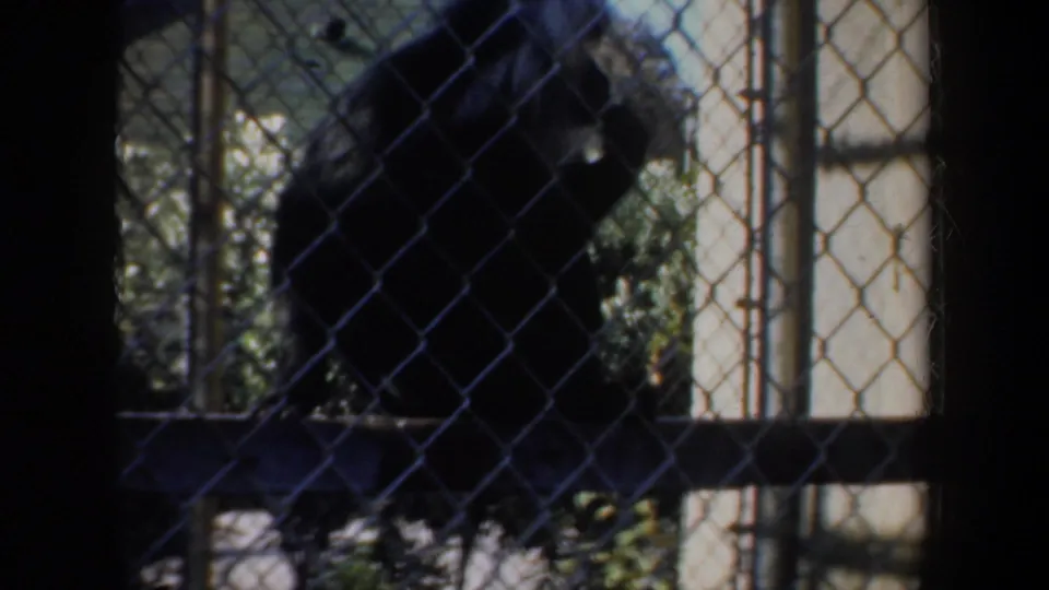 A dark monkey moves within a chain-link zoo enclosure, partly silhouetted against sunlit fencing and vegetation.