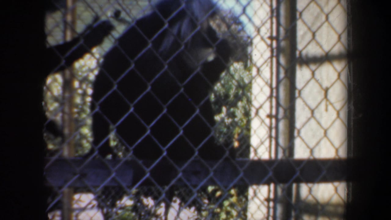 1957 San Francisco 8mm frame showing monkeys moving behind chain-link fencing in a shaded zoo-style enclosure.