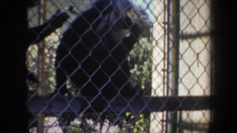 1957 San Francisco 8mm frame showing monkeys moving behind chain-link fencing in a shaded zoo-style enclosure.