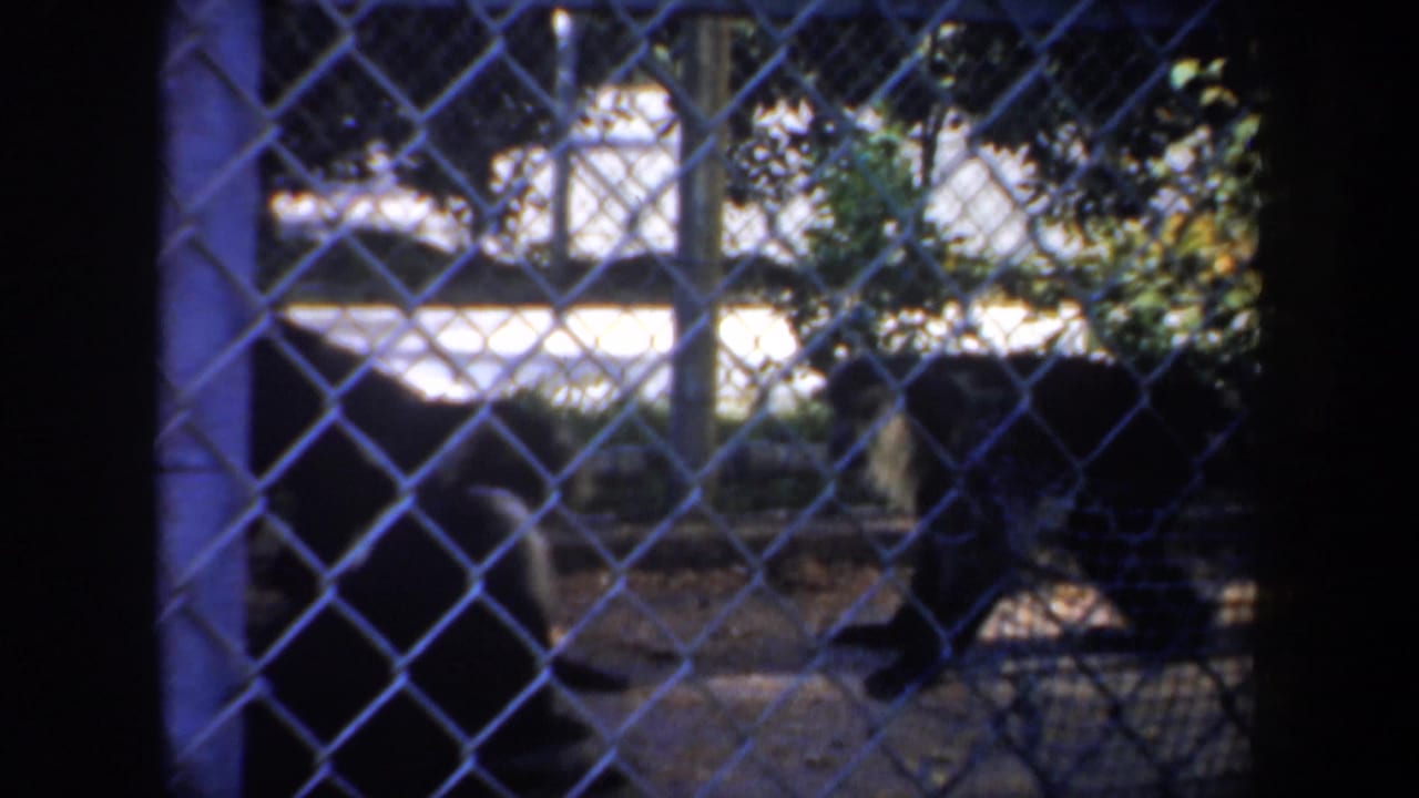 Monkey near the fence with enclosure posts and bright daylight behind it.
