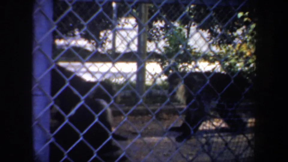 A monkey appears near chain-link mesh in the San Francisco zoo or animal-exhibit setting, with bright daylight beyond the enclosure.