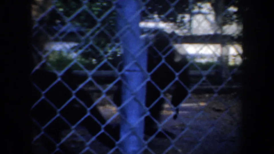Two monkeys are partly visible behind chain-link fencing in a dim 1957 8mm zoo-enclosure view from San Francisco metadata.