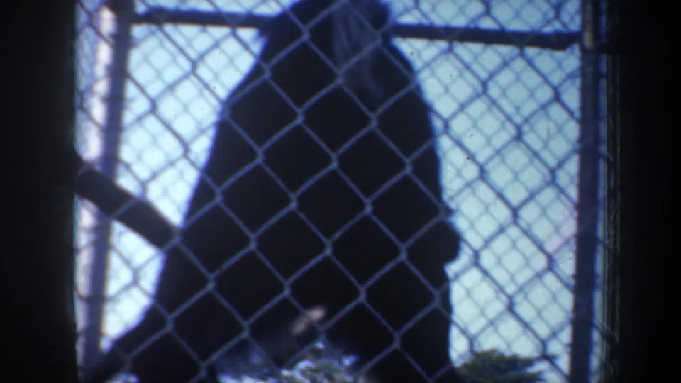 A dark monkey silhouette stands behind chain-link fencing near a bright wall or opening in the short 1957 San Francisco zoo clip.