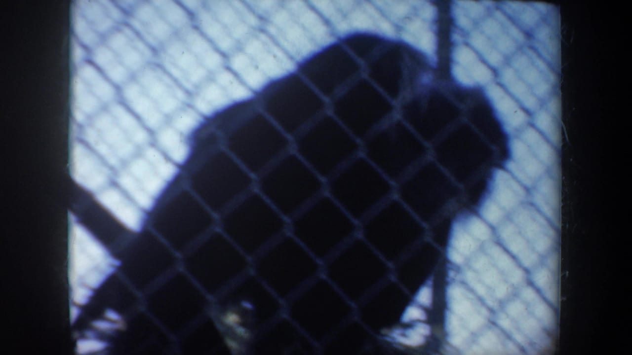 Dark monkey silhouette behind a chain-link fence near a branch.
