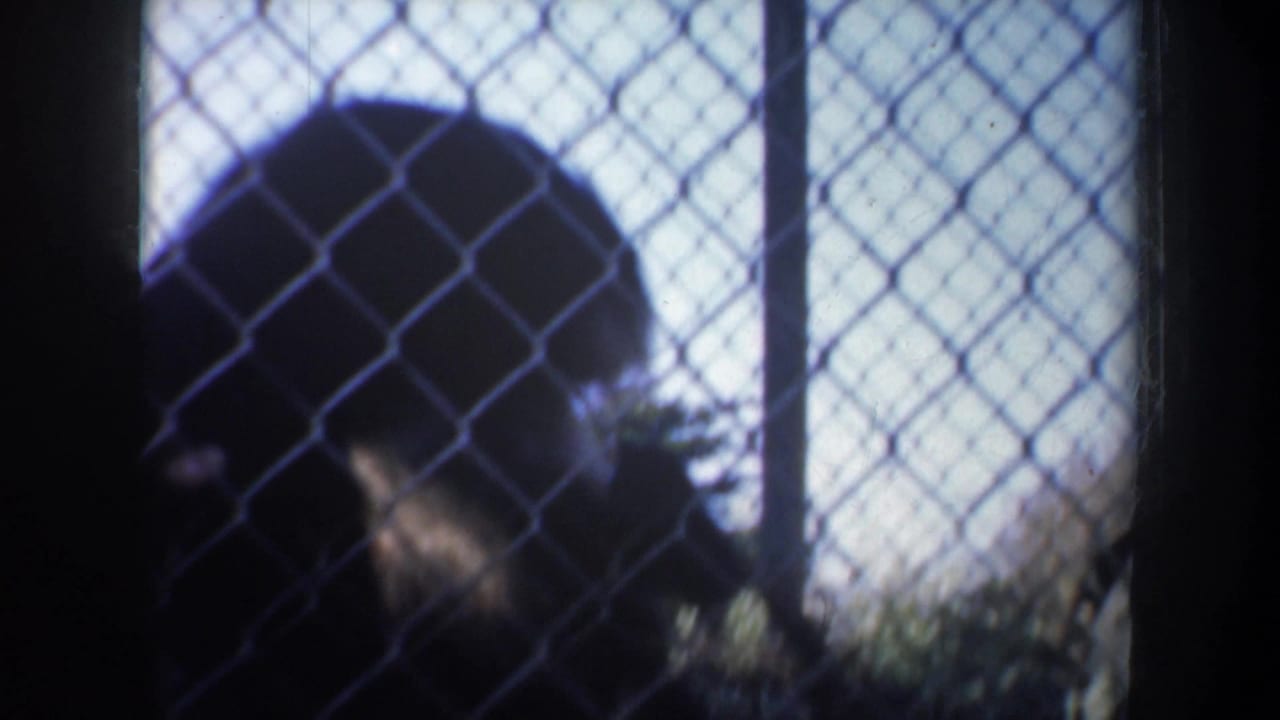 Monkey crouched behind chain-link fencing with bright outdoor light behind it.