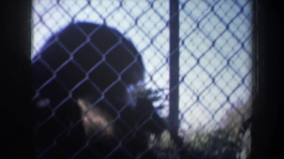A dark monkey shape crouches behind the enclosure fence, with daylight and foliage visible beyond.