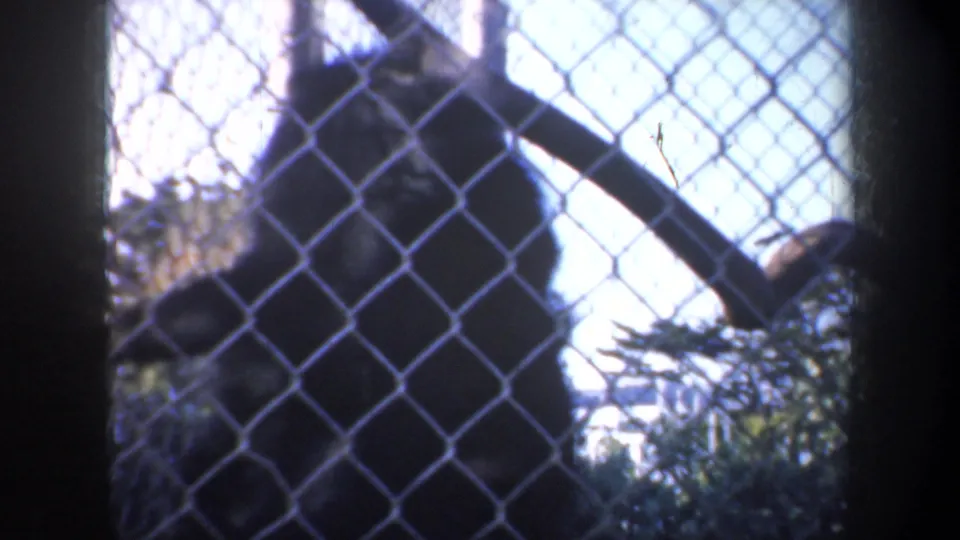 The monkey appears to climb down near a diagonal branch inside a chain-link enclosure in the San Francisco footage.