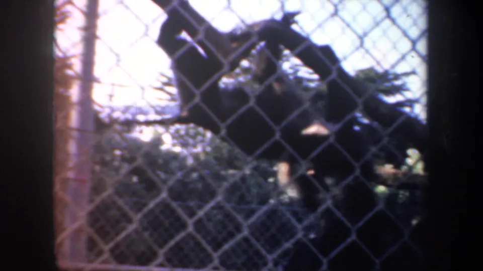 A monkey is partly silhouetted behind chain-link fencing, with branches and leafy growth filling the enclosure.