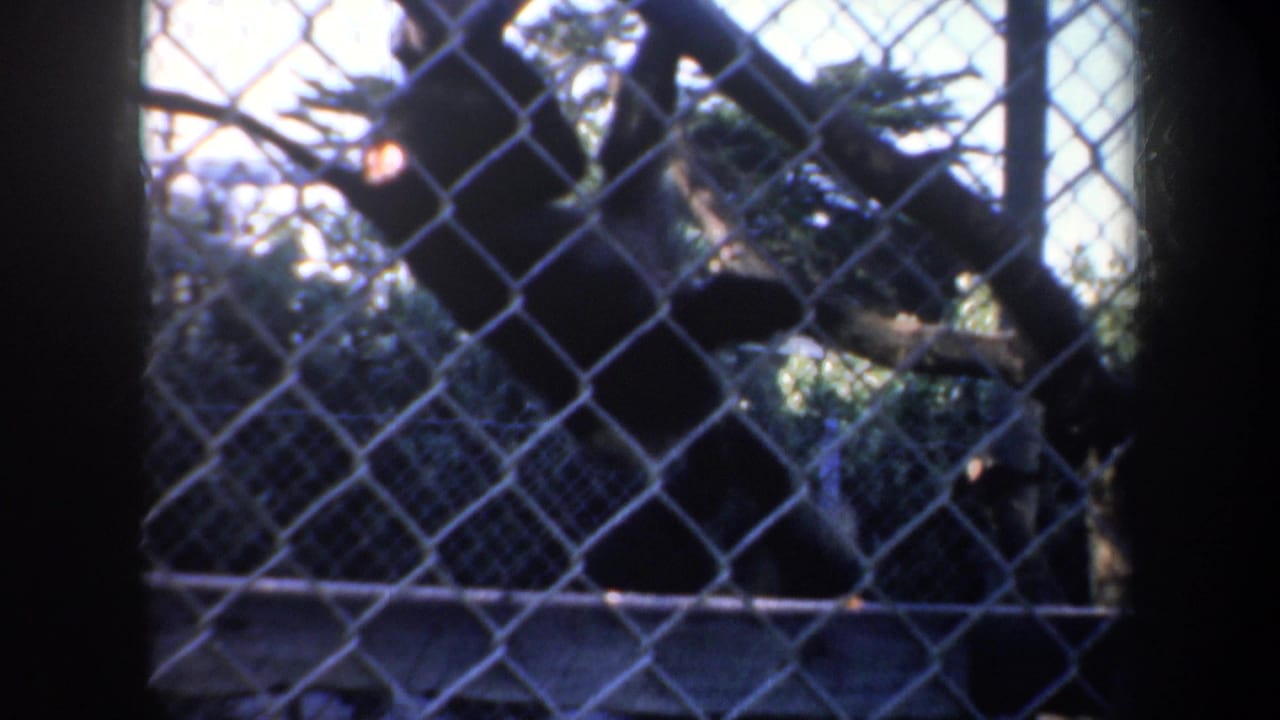 Monkeys behind chain-link fencing in a shaded zoo enclosure.