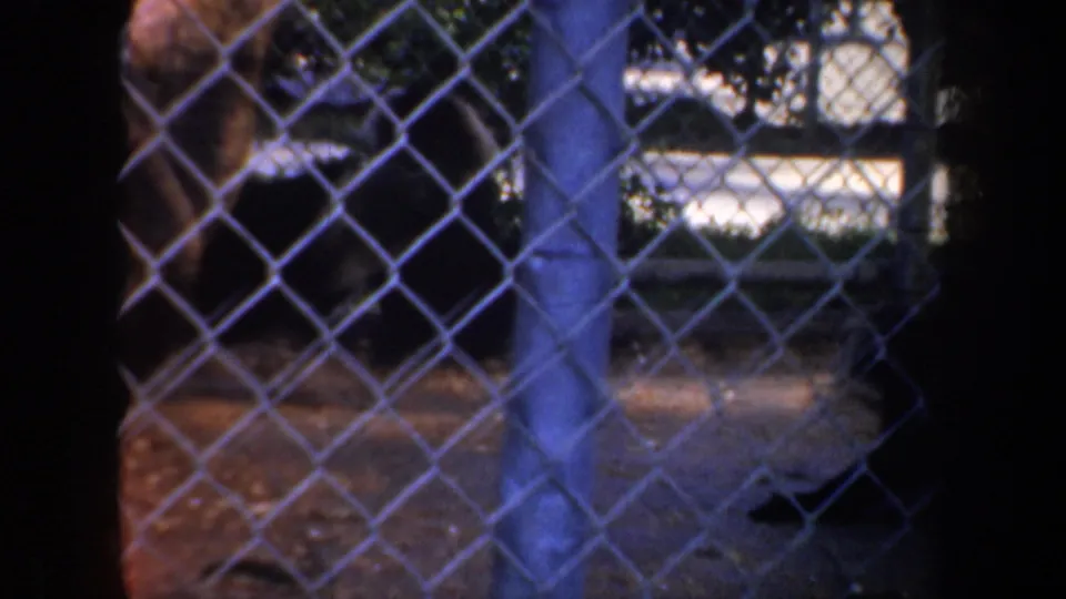 A monkey appears near enclosure bars behind chain-link fencing in the 1957 San Francisco zoo footage.