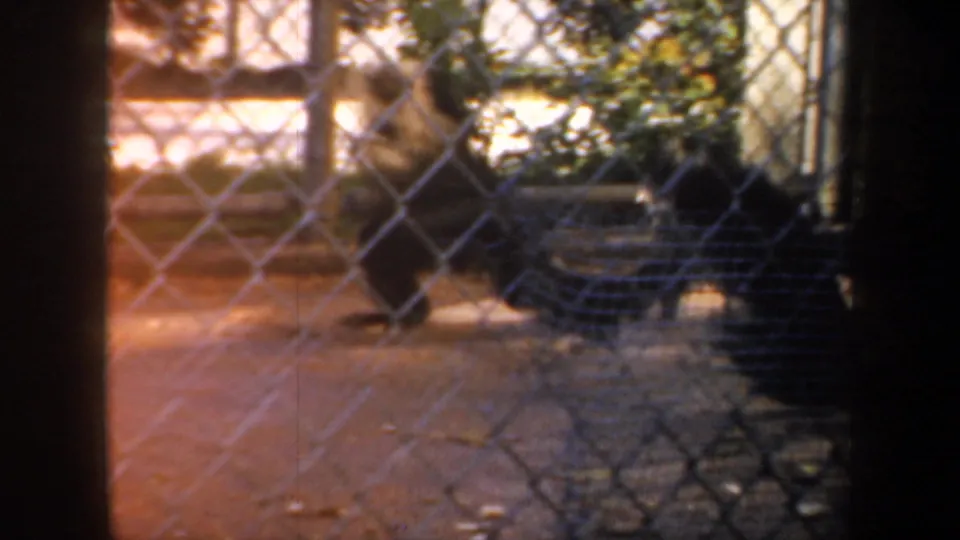 Monkeys cluster near steps and a chain-link fence in a softly exposed 1957 San Francisco home-movie frame.