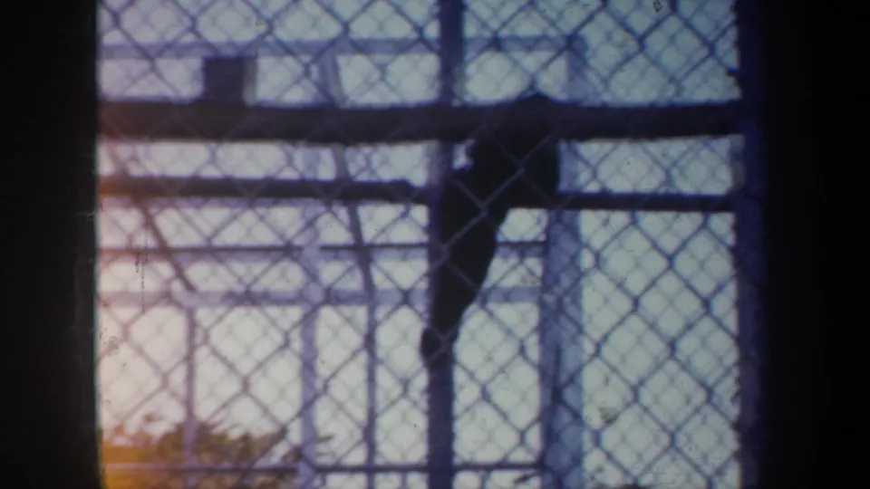 A monkey hangs from enclosure bars behind chain-link fencing, with a pale structure visible beyond the habitat.