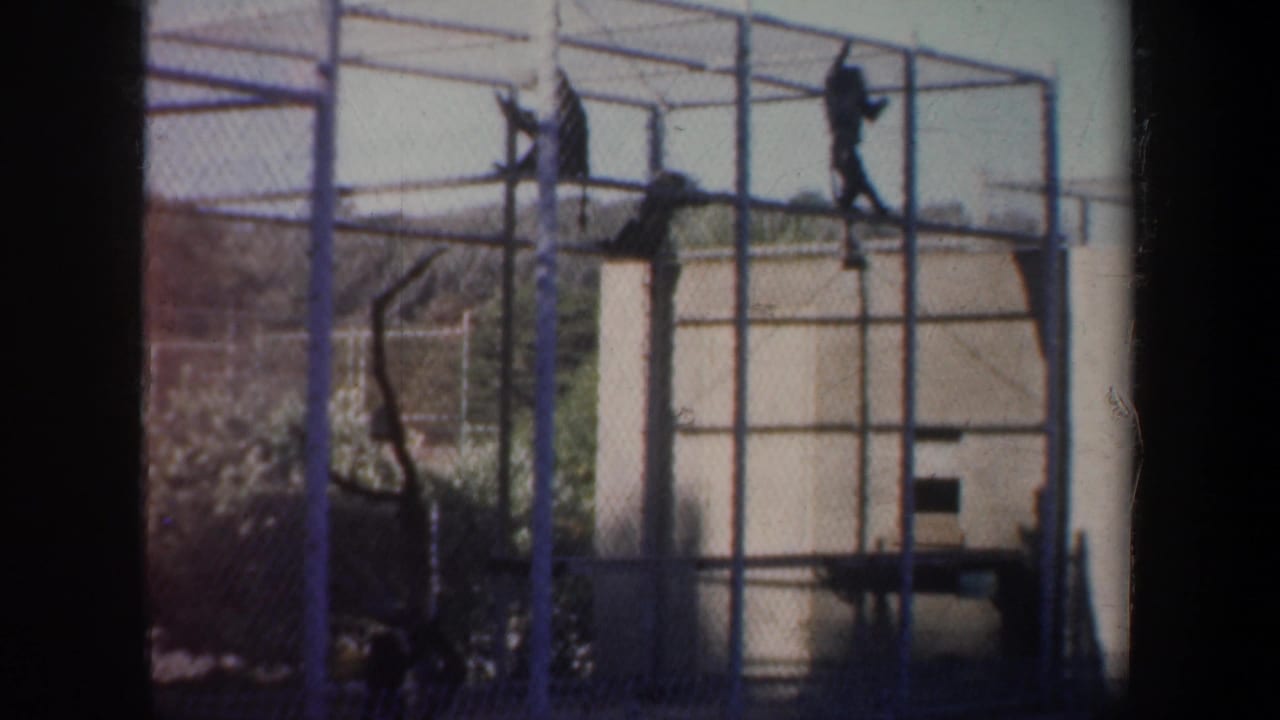 Three dark monkeys on a wire enclosure with metal framing and a pale shelter behind them.