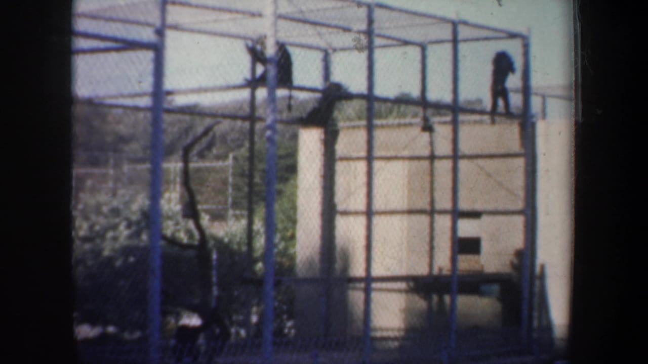 Monkeys move along the top and side of a wire enclosure beside a pale shelter wall.