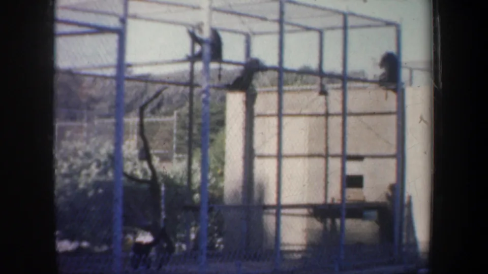 Faded 8mm San Francisco frame showing monkeys climbing on a metal wire enclosure beside shrubs and a pale structure.